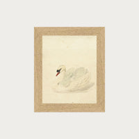 The Swan