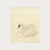 The Swan