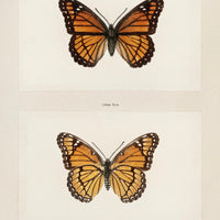 Monarch Butterfly Vintage Print (Download)