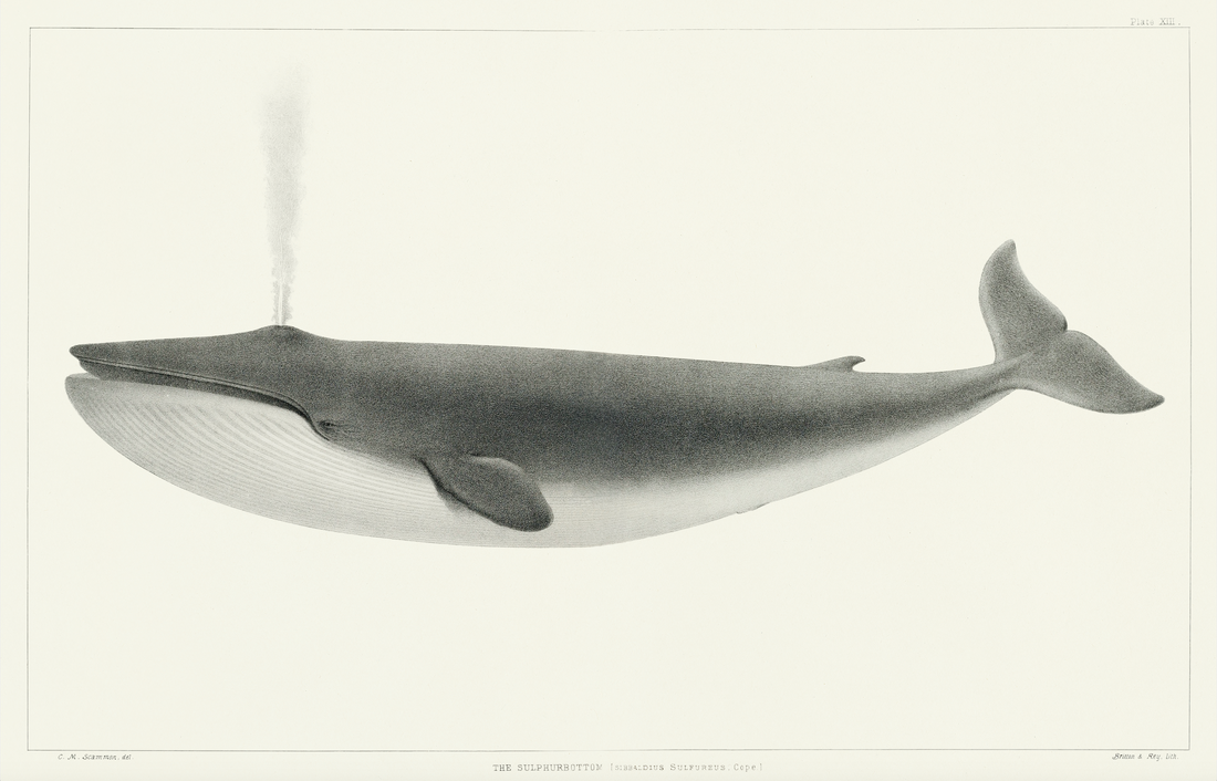 Explore and Adventure Art Bundle (Downloads)