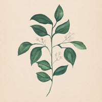 Watercolor Botanical Print Bundle - Set of 4 (Downloads Only)