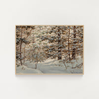 Snow Capped Pines (Download)