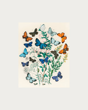 Butterflies and Moths Digital Download