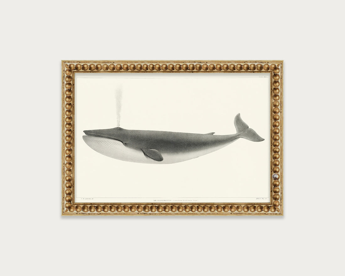 The Sulphurbottom Whale