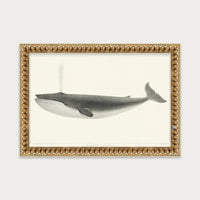 The Sulphurbottom Whale