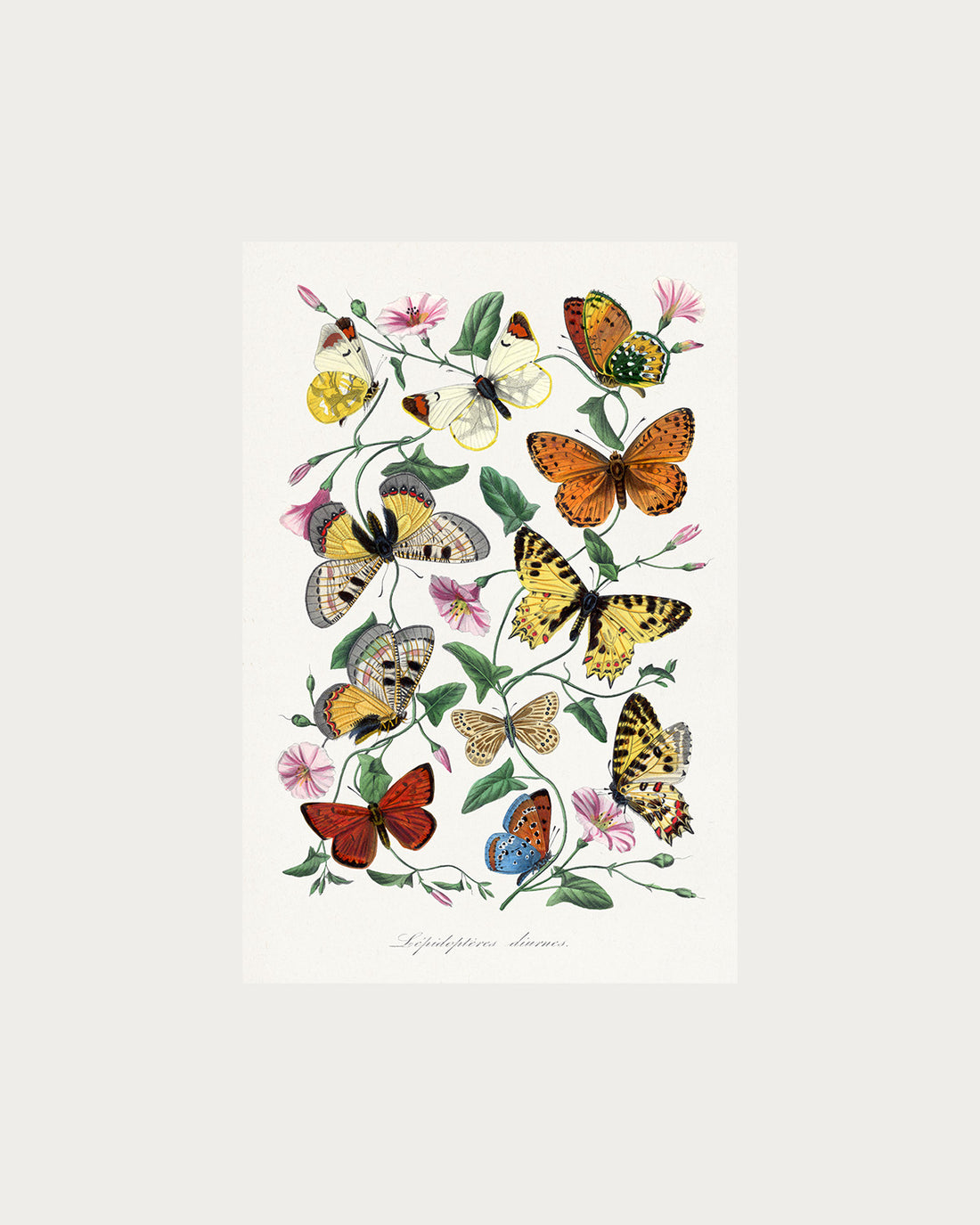 Butterfly Field Digital Download
