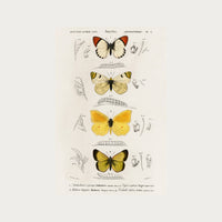 Butterfly Stack Digital Download