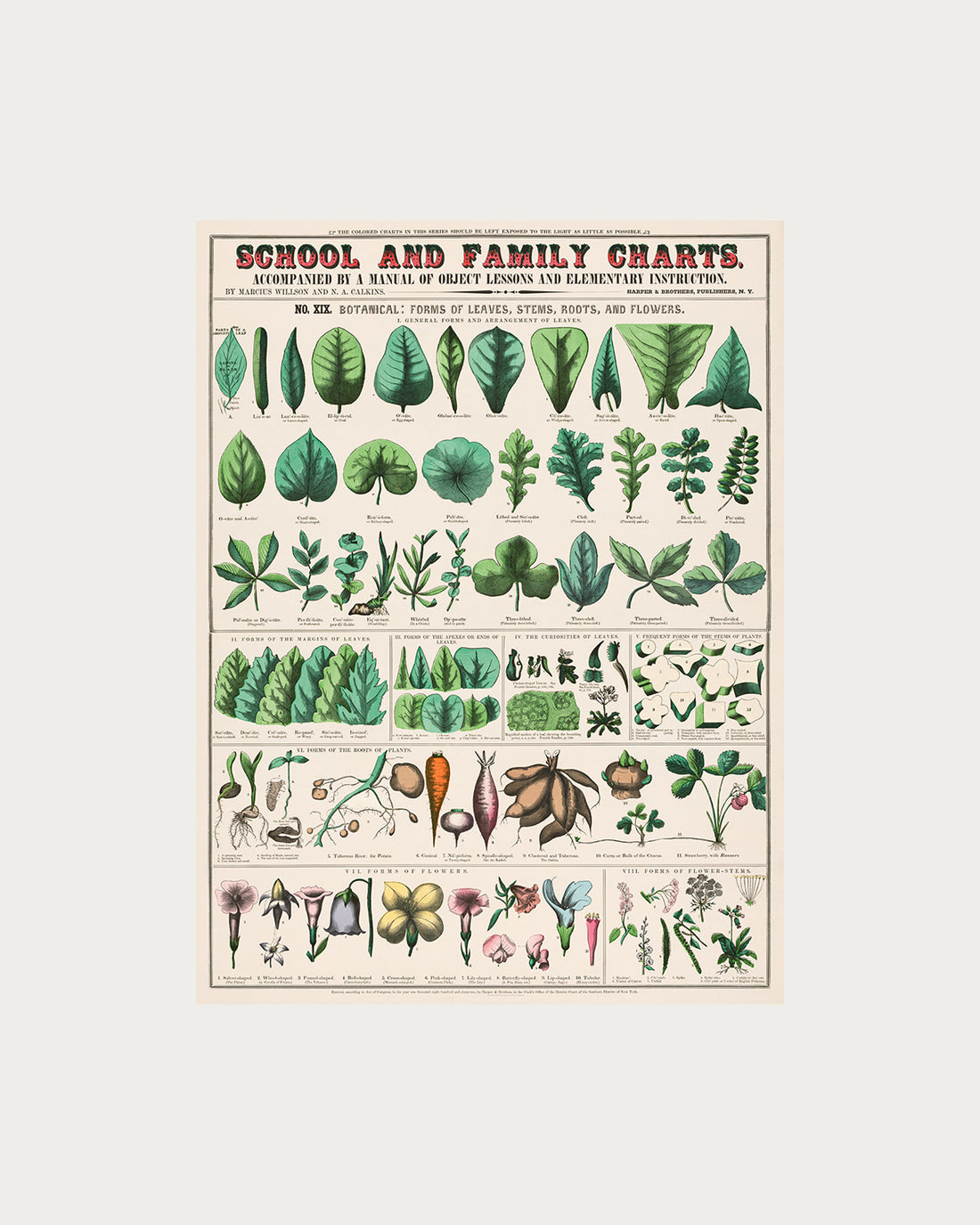 Botanical Forms Poster