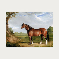 Clydesdale Stallion Digital Download
