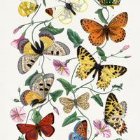 Butterfly Field Digital Download