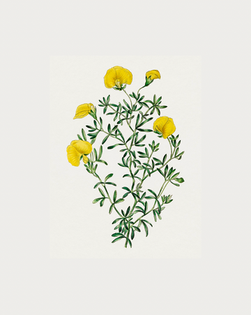 Golden Blooms Digital Download