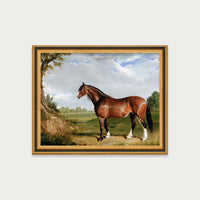 Clydesdale Stallion