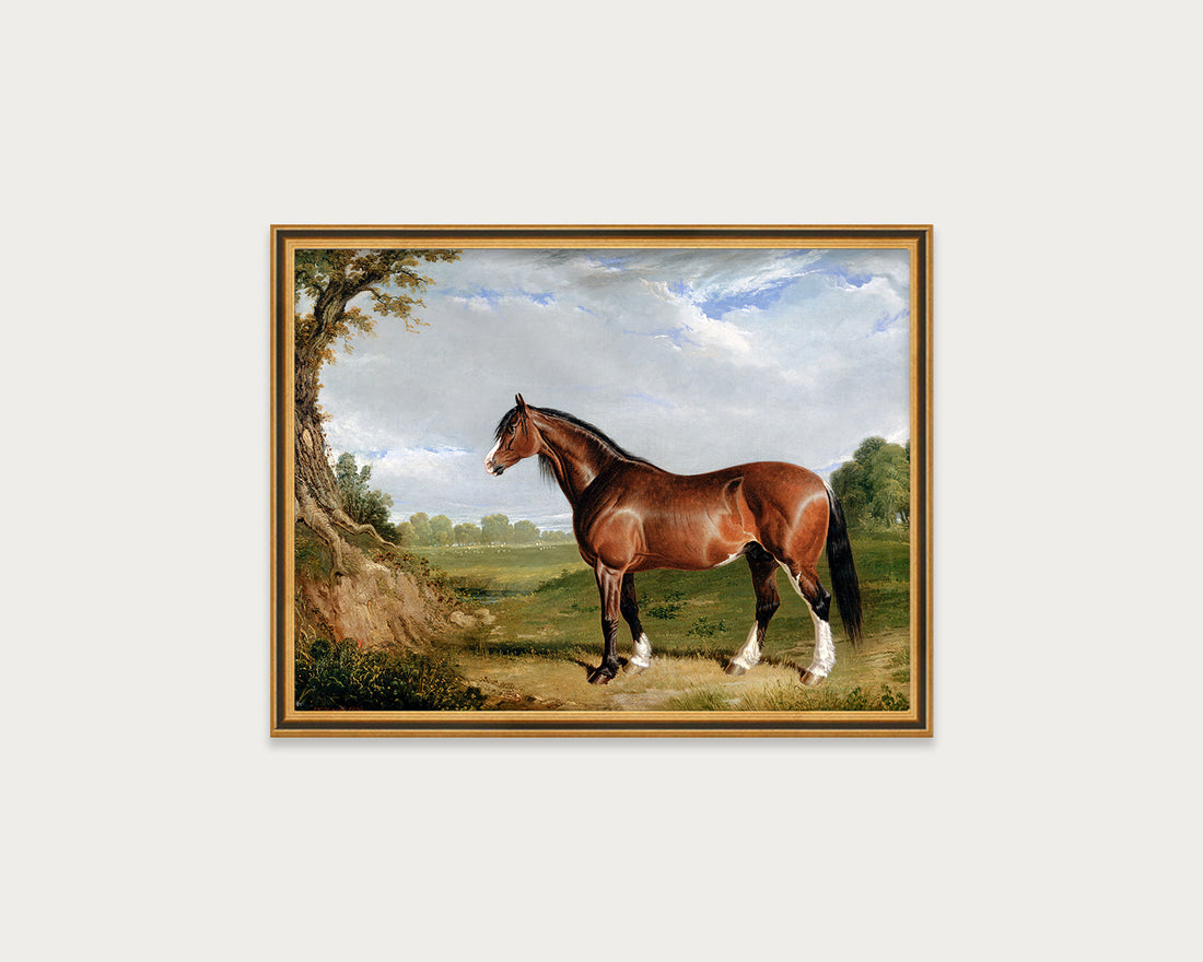 Clydesdale Stallion