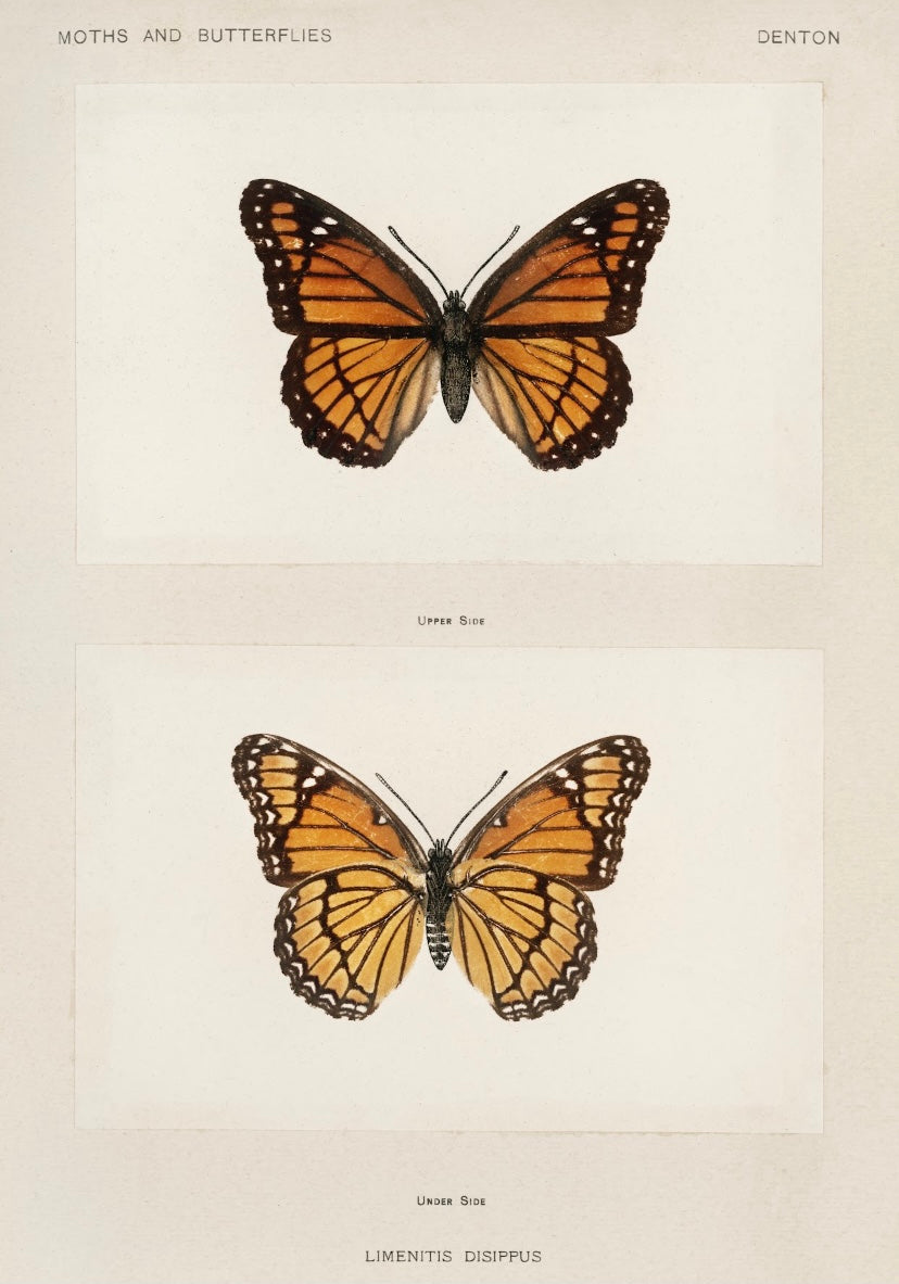 Monarch Butterfly Vintage Print (Download)