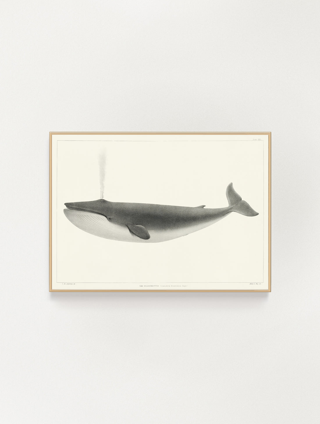 The Sulphurbottom Whale Vintage Print (Download)