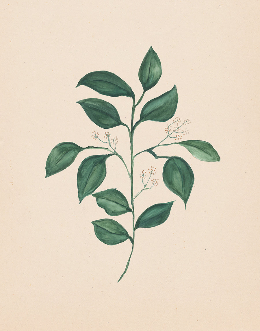 Watercolor Botanical Print Bundle - Set of 4 (Downloads Only)