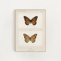 Monarch Butterfly Vintage Print (Download)