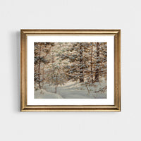 Snow Capped Pines (Download)