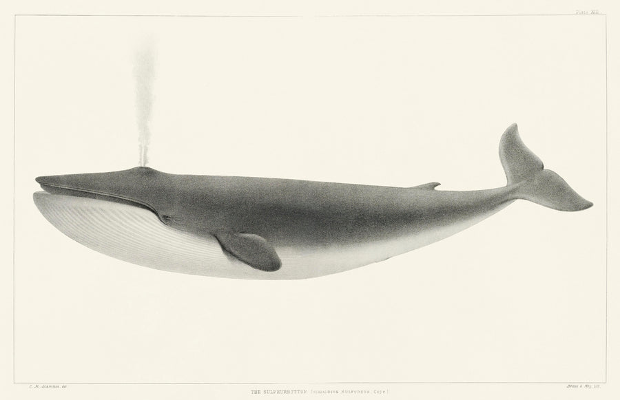 The Sulphurbottom Whale Vintage Print (Download)